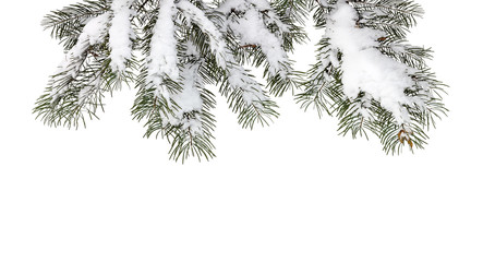 fir tree branches covered with fluffy white snow