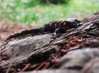 Salamandra at the stone and green grass at the Carpatian mountains