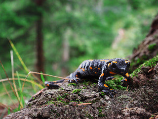 Salamandra at the stone and green grass at the Carpatian mountains