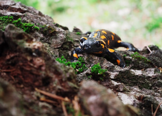 Salamandra at the stone and green grass at the Carpatian mountains