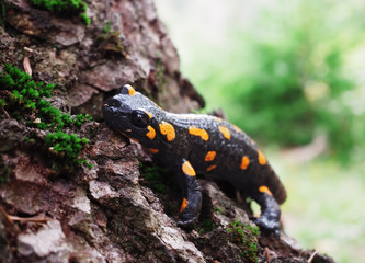 Salamandra at the stone and green grass at the Carpatian mountains