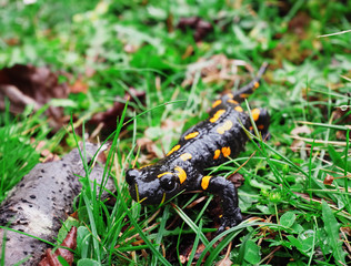Salamandra at the stone and green grass at the Carpatian mountains