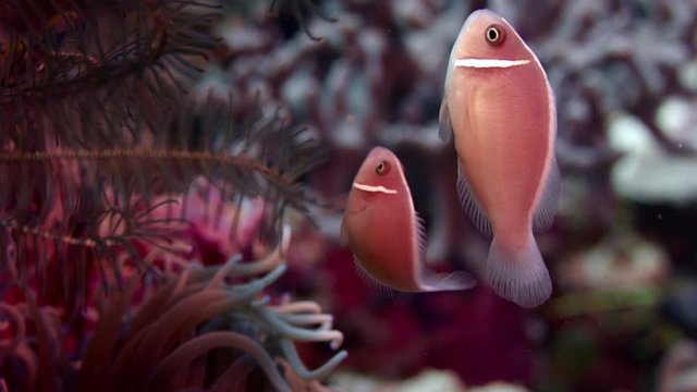 white-maned anemonefish or pink anemonefish, Amphiprion perideraion lives with an anemone in symbiosis, WAKATOBI, Indonesia, NOV 2017, slow motion, RED 5Kws 21: 9