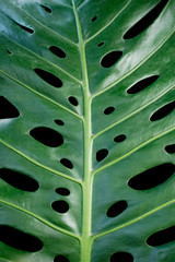 Fototapeta na wymiar Beautiful green monstera leaf on black background. Tropical texture, travel concept