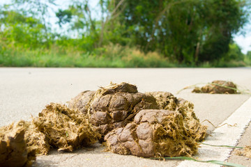 Dung Elephant on the street.