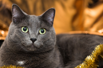 Grey Cat with Gold Background
