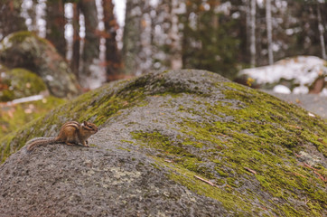 Chipmunk on a large stone overgrown with moss in the autumn evening