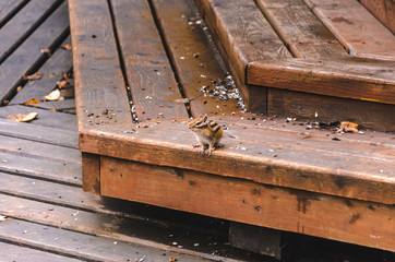 Chipmunk on a wooden staircase, a lot of garbage, autumn