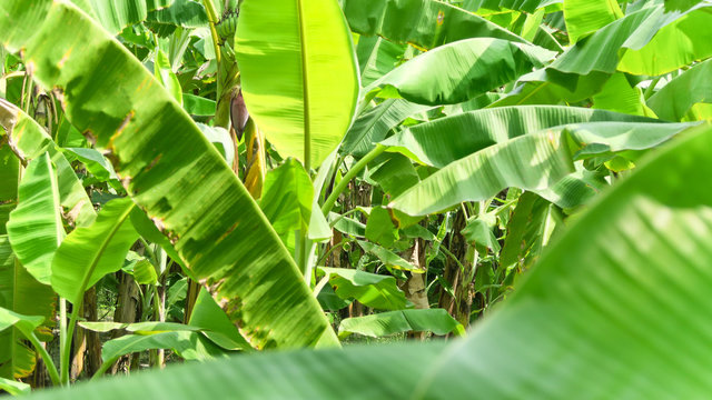 Banana Plantation,Banana farming in thailand