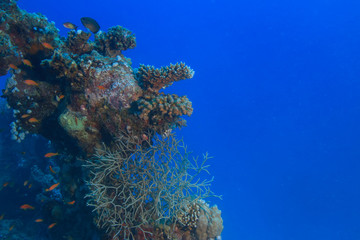Coral reef in Red sea, underwater background