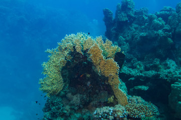 Underwater corals in deep blue sea