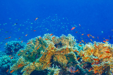 Colorful coral reef with blue aquatic copyspace.