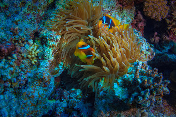 Red sea underwater corals and aquatic life, anemone with yellow fish