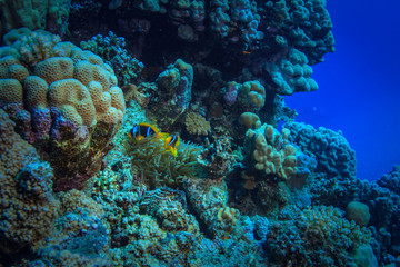 Two anemone fish hiding in corals, under water world of Red sea