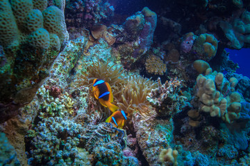 Fototapeta na wymiar Two anemone fish hiding in corals, under water world of Red sea