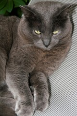 dark cat lying relaxed on a deck chair