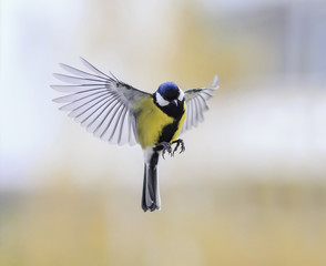 little bird the titmouse flies against the bright Sunny sky widely waving wings and feathers