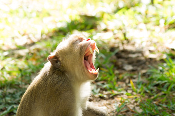 Monkey open mouth.