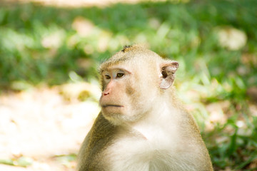 Monkey sitting trifle.