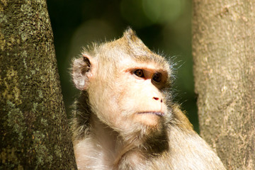 Monkey sitting trifle.