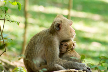 Monkey Monkey embrace the baby with love.