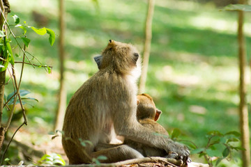 Monkey Monkey embrace the baby with love.