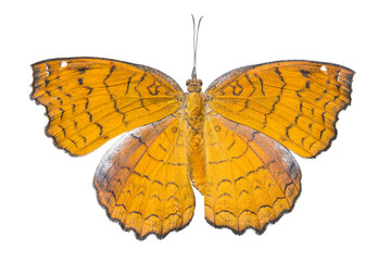 Doesal view of Angled castor  butterfly  ( Ariadne ariadne ) isolated on white