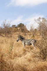 Fototapeta na wymiar Animal zebra in the wild, landscape. Animal, South Africa, wildlife, grass, bushes, summer landscape. Beautiful card