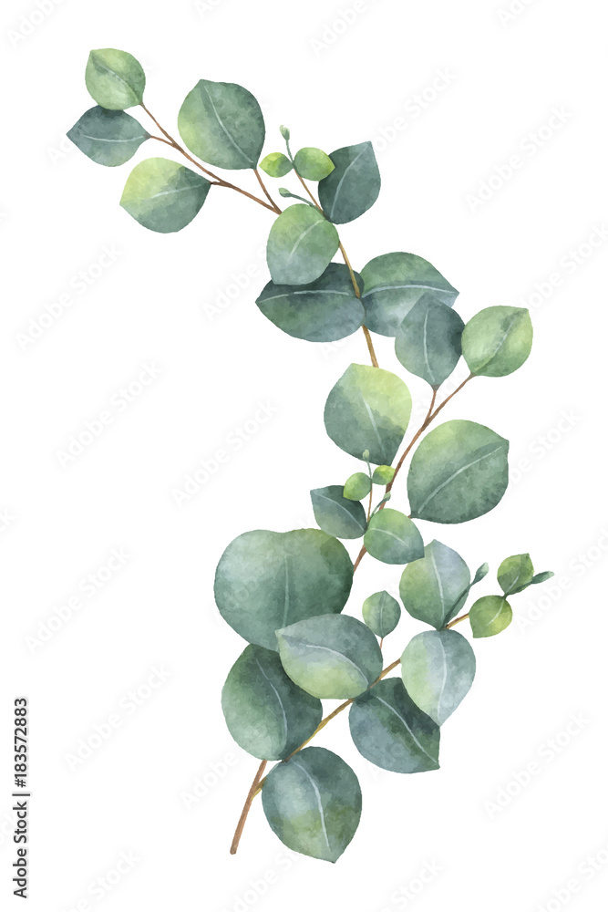 Wall mural watercolor vector wreath with green eucalyptus leaves and branches. - Wall murals