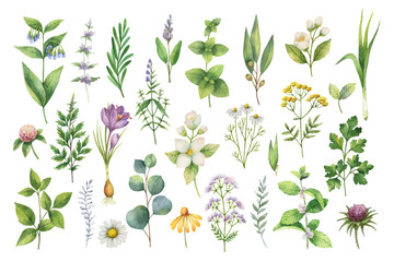 Obraz premium Ręcznie rysowane wektor zestaw akwarela ziół, kwiatów i przypraw.