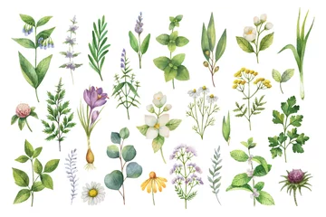 Foto auf gebürstetem Alu-Dibond Kräuter Handgezeichnete Vektor-Aquarell-Set aus Kräutern, Wildblumen und Gewürzen.