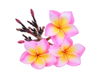 Cercles muraux Frangipanier pink frangipani or plumeria (tropical flowers) isolated on white background