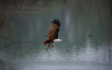Kite in Flight with Fish