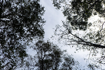 The canopy of tall trees