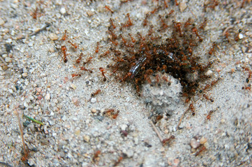 Red imported fire ant eating  worm.