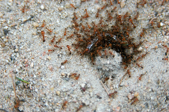 Red Imported Fire Ant Eating  Worm.