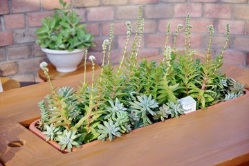 多肉植物の寄せ植え