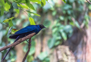 Deep Blue Plumage on a Long Tailed Blue Starling Perched on a Branch Against a Blurred Green Leafed Background