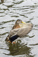 Duck waving wings on water.