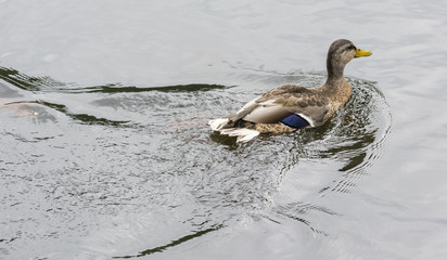 Duck floating on the water surface.