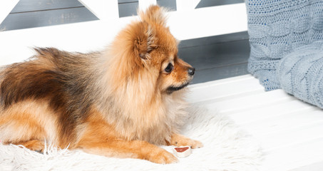The panorama of pomeranian spitz is laying on the white plaid with in red stripes present. Concept of preparation to the NEw Year or Christams
