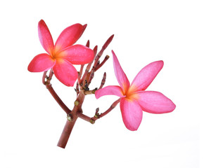 Red Plumeria flowers isolated on white background