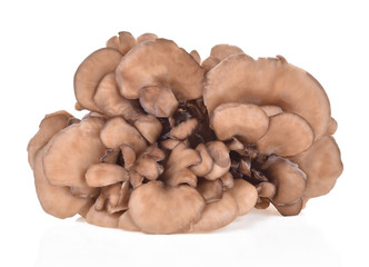 maitake mushrooms isolated on white background