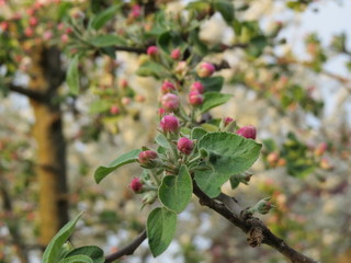 Blooming Apple trees and cherry. May.  Village. Bryansk district. (The Vast Russia! Sergey, Bryansk.)