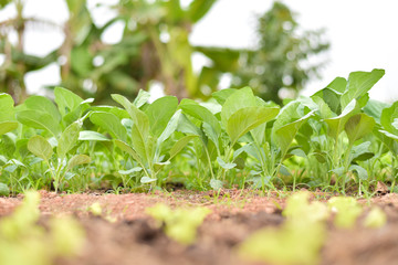 Green Chinese kale in vegetable garden
