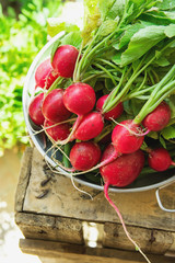 Bunch of Fresh Organic Red Radish with Water Drops in Aluminum Bowl on Weathered Wood Garden Box Herbs Sunlight Clean Eating Healthy Diet Vegetarian Summer Authentic Style Rural Atmosphere