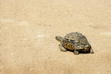 The tortoise is walking along the sand. Landscape of South Africa. Place for labels and design.