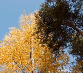 autumn trees in the forest