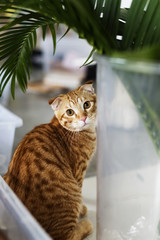 Closeup of an orange cat © Rawpixel.com
