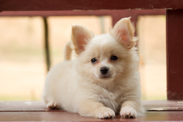 Pomeranian mixed breed with Chihuahua.